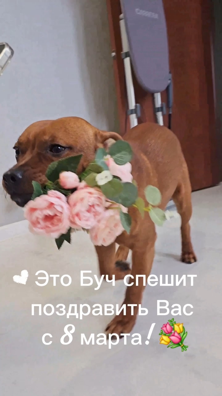 BuchTheStaffy in LOOKY