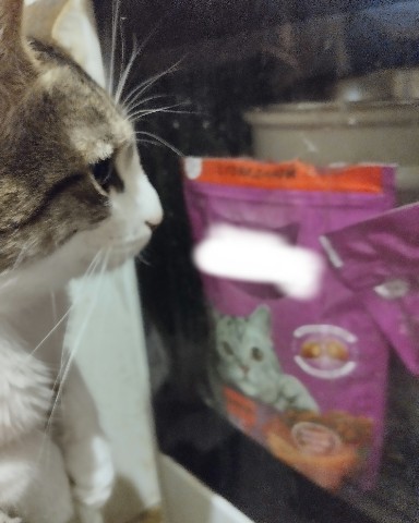 Кот Мурчик в LOOKY. . Едаа 😋