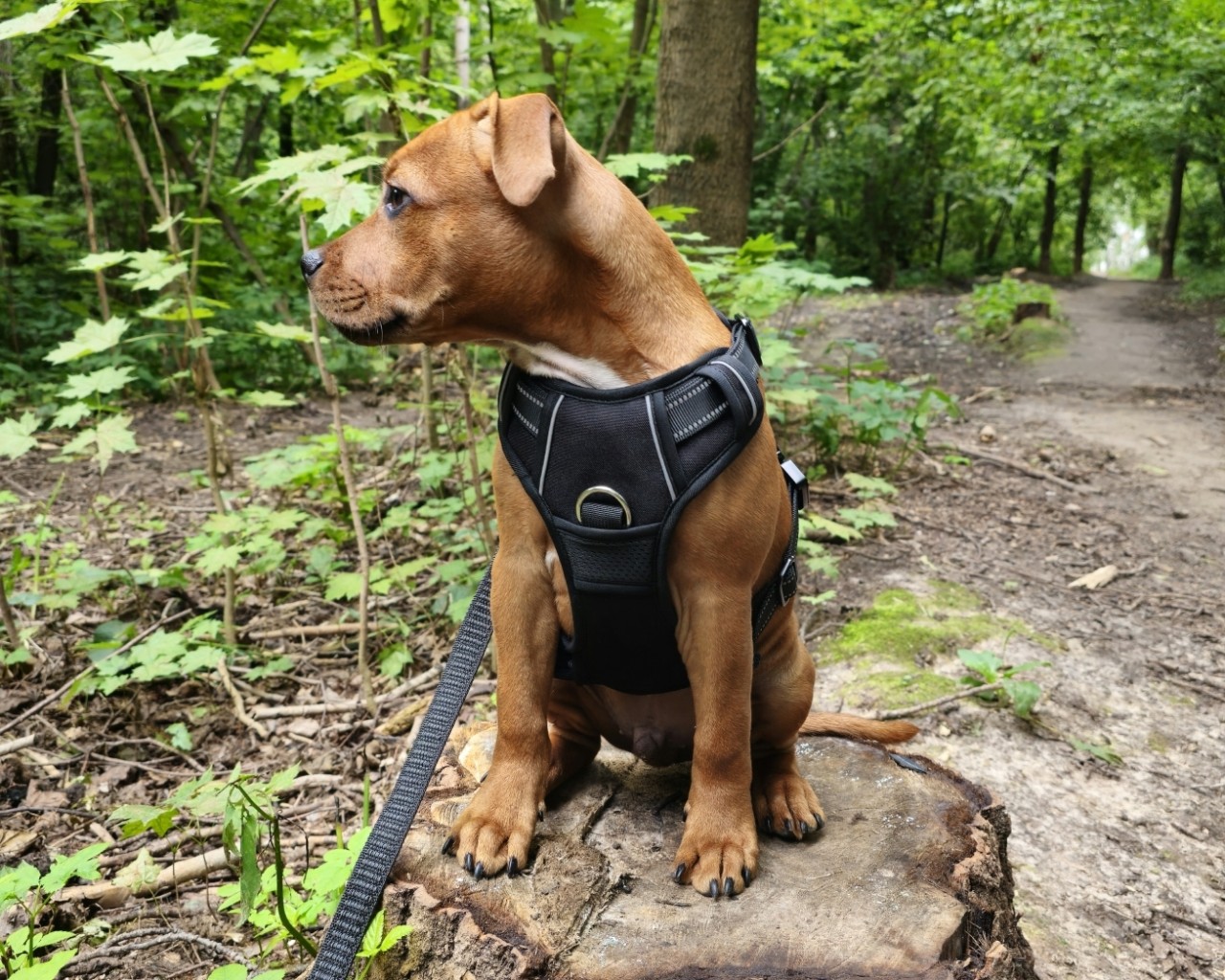 BuchTheStaffy in LOOKY