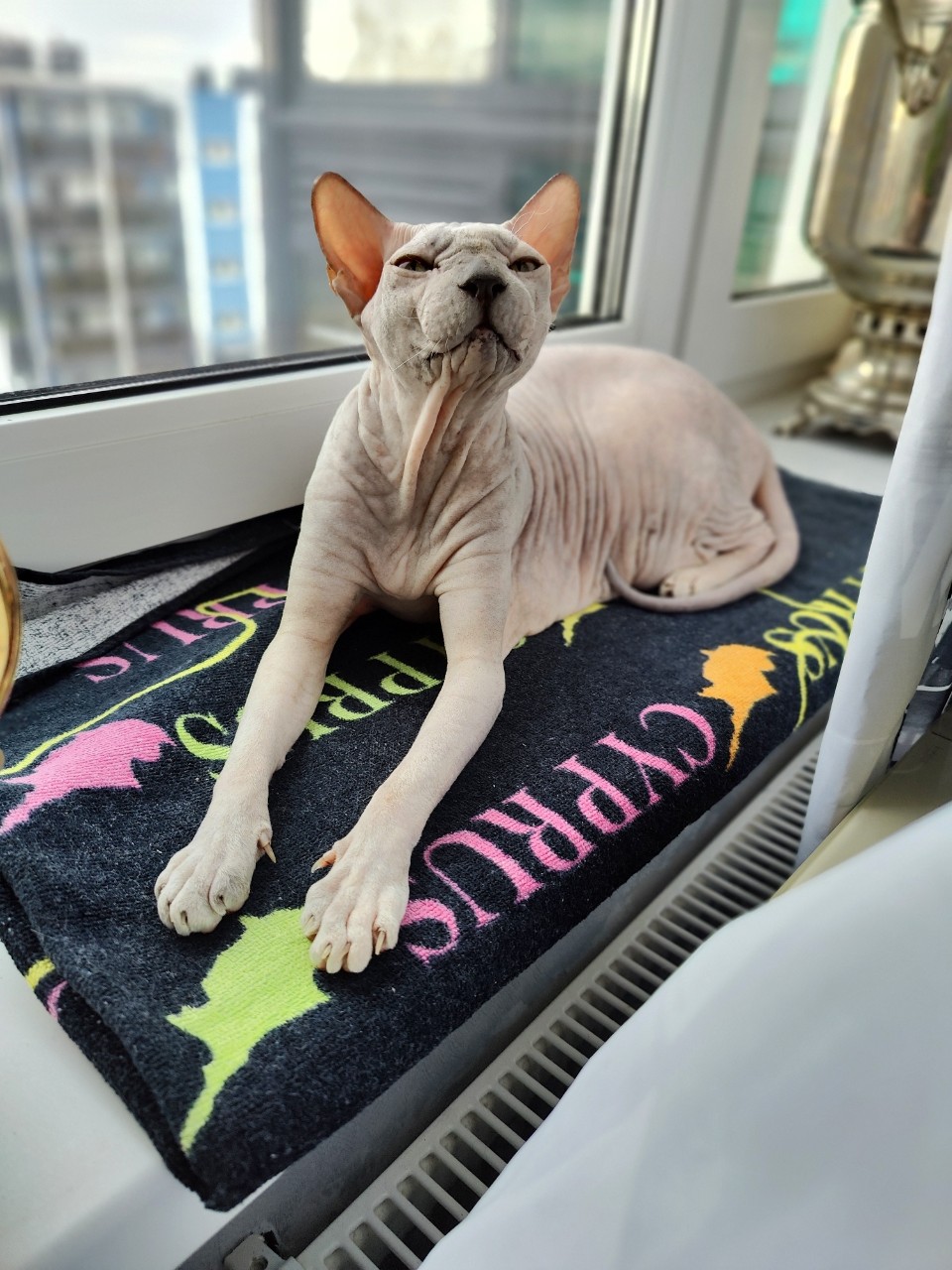 eva_sphynx_cat в LOOKY. #сфинкс,#sphynx,#донскойсфинкс,#кот,#кошка,#котики,#котэ,#лысая,#лысаякошка,#фотокотиков,#котомания,#домашниеживотные,#домашниепитомцы,#evasphynxcat,#мыизкотограмаlooky,#looky_official,#looky,#looky_official,#LOOKY_контент,#looky_you,#you. Привет, друзья! С пя...