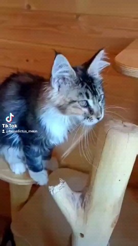 tinorika17 в LOOKY. . Замечательные куно-д...