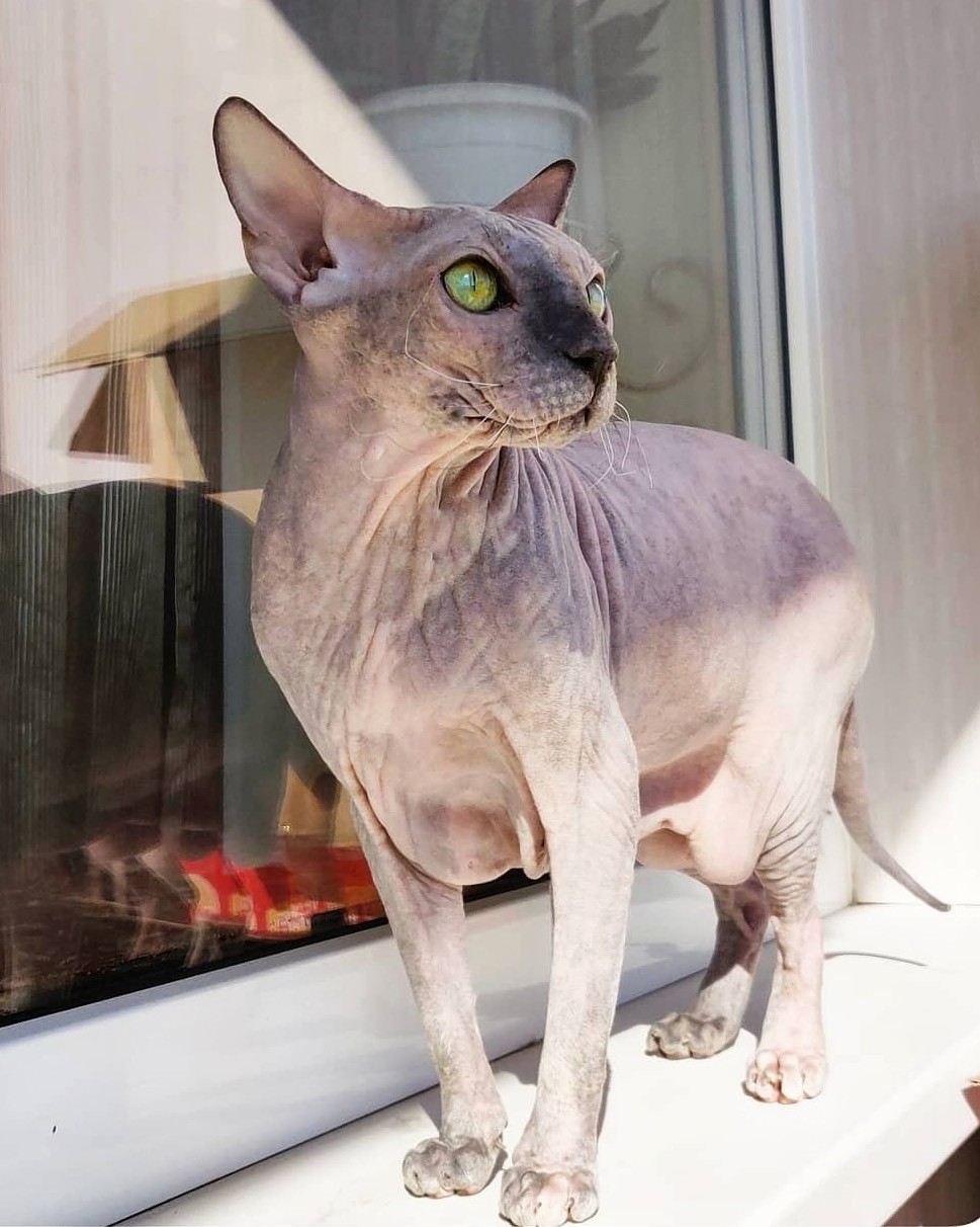 eva_sphynx_cat в LOOKY — фото 2