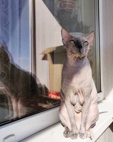 eva_sphynx_cat в LOOKY. #ева,#сфинкс,#sphynx,#донскойсфинкс,#кошка,#котики,#котэ,#лысая,#evasphynxcat,#мыизкотограмаlooky,#looky_official,#looky,#LOOKY_контент,#looky_you,#you. Привет, друзья! Всем...