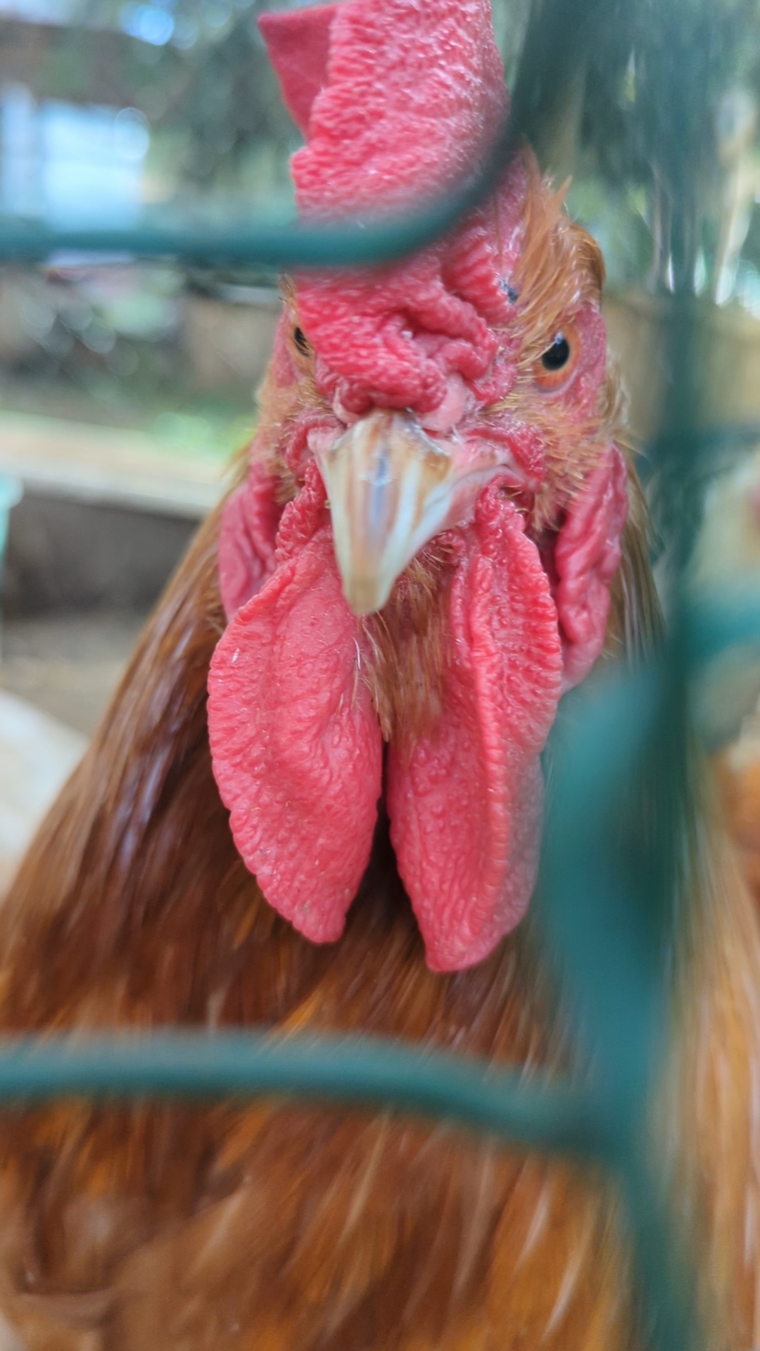  в LOOKY — На пять девок один я #ЯПлакса #Питомец #Животные #animals #Д