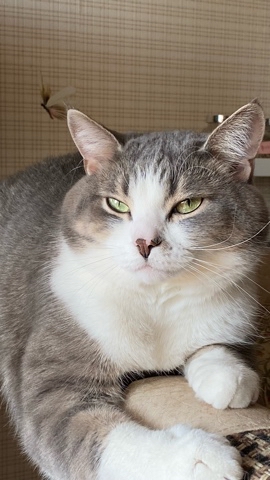 it.kotik в LOOKY. #кот,#коттихон,#Тихон,#кошки,#котята. Привет, котятки! Сег...