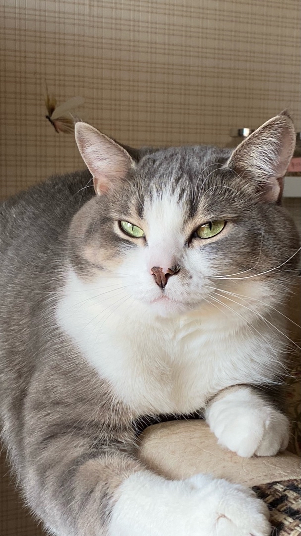 Привет, котятки! Сегодня очень тепло. Окна открыты и я блаженствую. 
#кот #коттихон #Тихон  #кошки #котята [#животныедома](животныедома) 