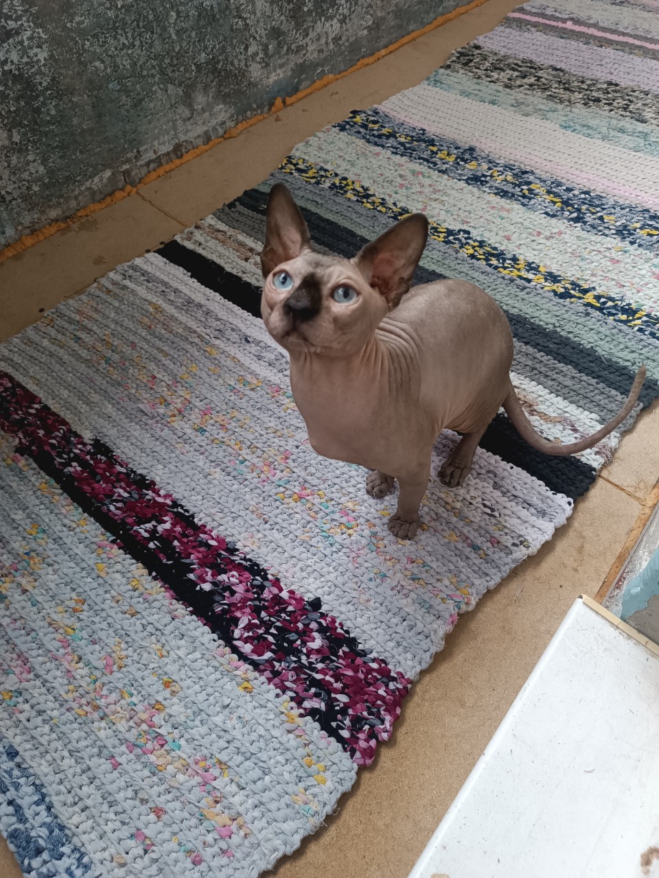 Елена в LOOKY — фото 1