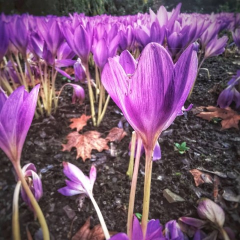 happyasya.ru в LOOKY. #flawers🌸,#fall,#екатеринбург,#дендропарк,#красивыецветы,#осеньосень,#паркосенью,#красиваяосень,#конецлета☀️,#nature,#мобильноефото,#фотонателефон,#mobailefotography,#fotomobile,#fotoflores,#парк,#цветочки,#красивыецветы,#природа,#природапрекрасна,#природа🍀,#природаурала,#фото,#лесок,#лесочек,#nature. Так приятно зимой на...
