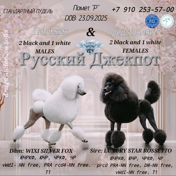 #пудель #пудельбольшой