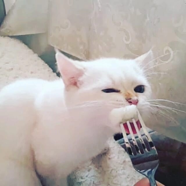 Кейт в LOOKY — Котейка ест дыню