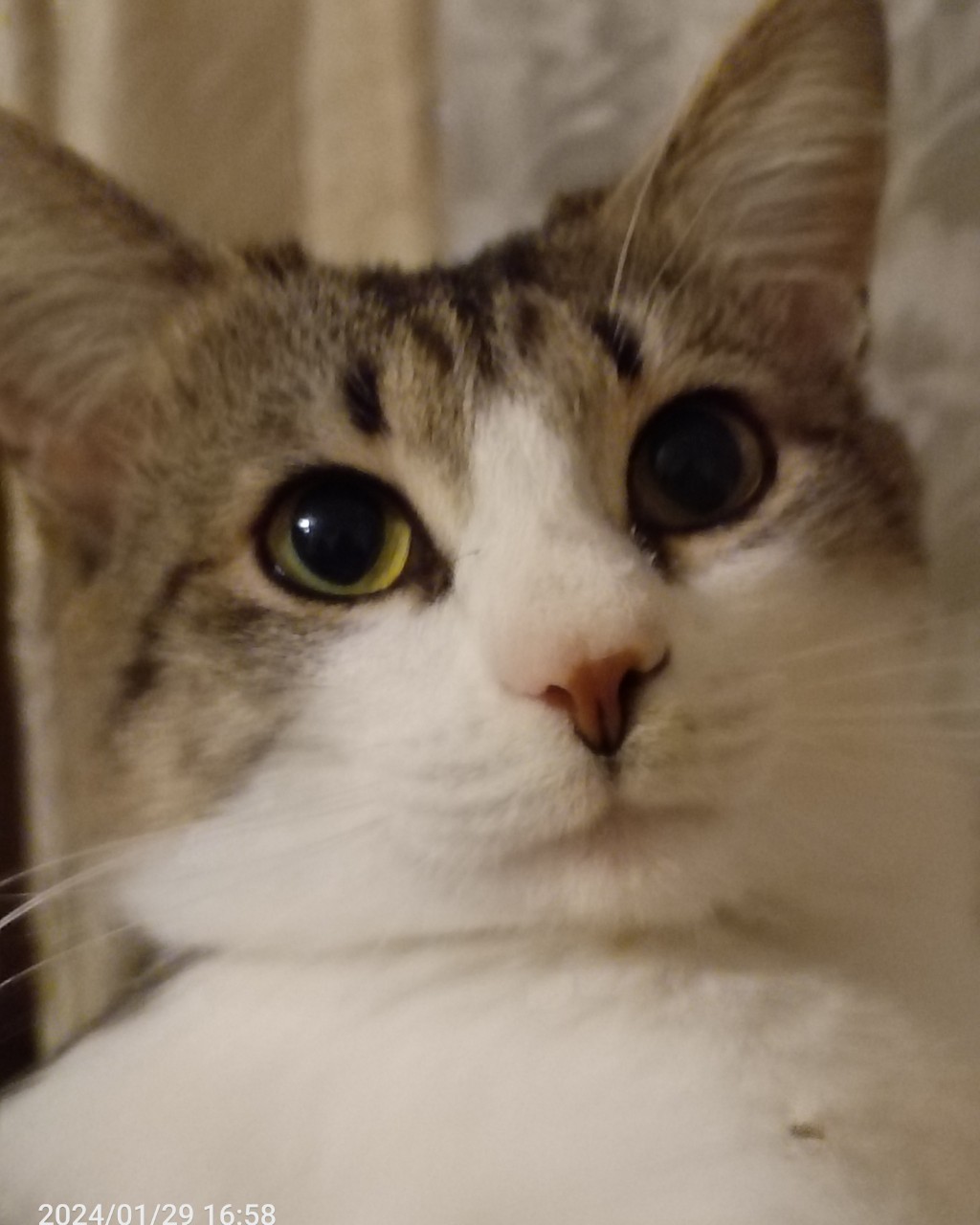 Кот Мурчик in LOOKY. . [#кот](кот) 