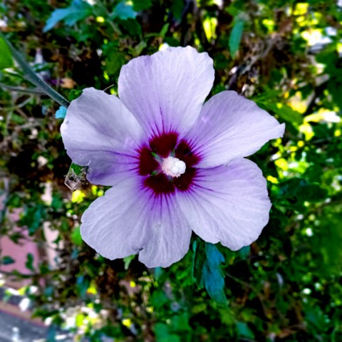 volkov в LOOKY. #цветок,#flower,#природа. #цветок #flower #при...