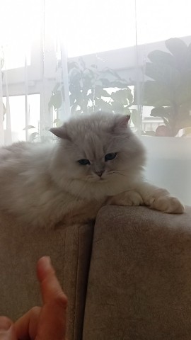  в LOOKY — Воскресенский котоприставалтинг
#котейка #котики #cats #ilov