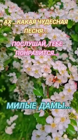 ВОЛК СЕРЫЙ в LOOKY — публикация