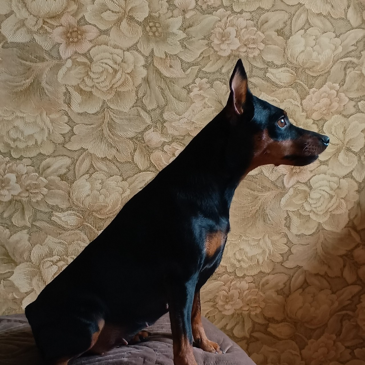 Элина Прилепкина в LOOKY. . Наша красотка Оттави...