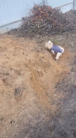 Цветные Йорки Little Favorite в LOOKY. . Выпускница🥰видео пр...