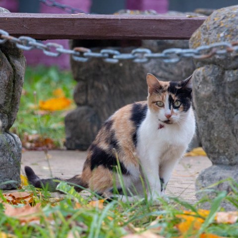 ramcitylife в LOOKY. #Раменское,#холодово,#кот,#котэ,#котик,#кошак,#осень,#киса,#RamCityLife,#Чуфаровский,#сашачу. #Раменское #холодово...