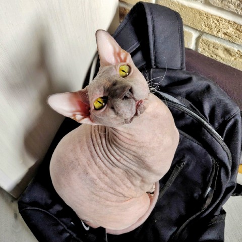 eva_sphynx_cat в LOOKY. #ева,#сфинкс,#sphynx,#донскойсфинкс,#кошка,#котики,#котэ,#лысая,#evasphynxcat,#мыизкотограмаlooky,#looky_official,#looky,#LOOKY_контент,#looky_you,#you. Привет, друзья! Всем...