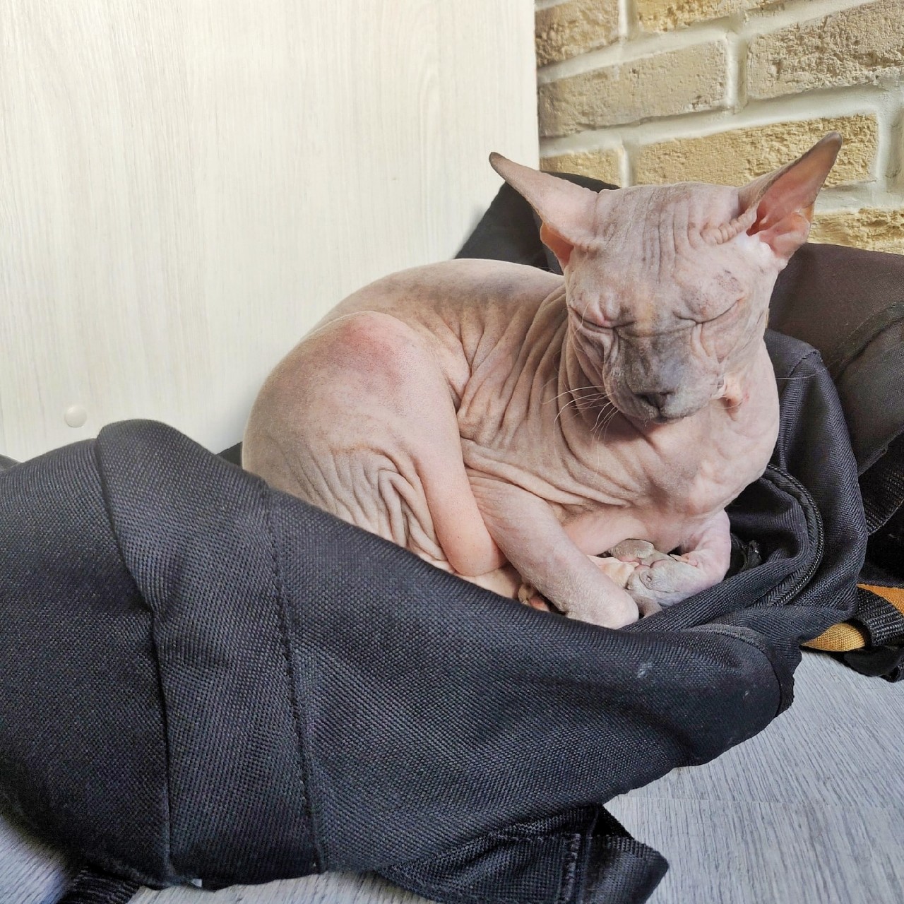 eva_sphynx_cat в LOOKY — фото 3