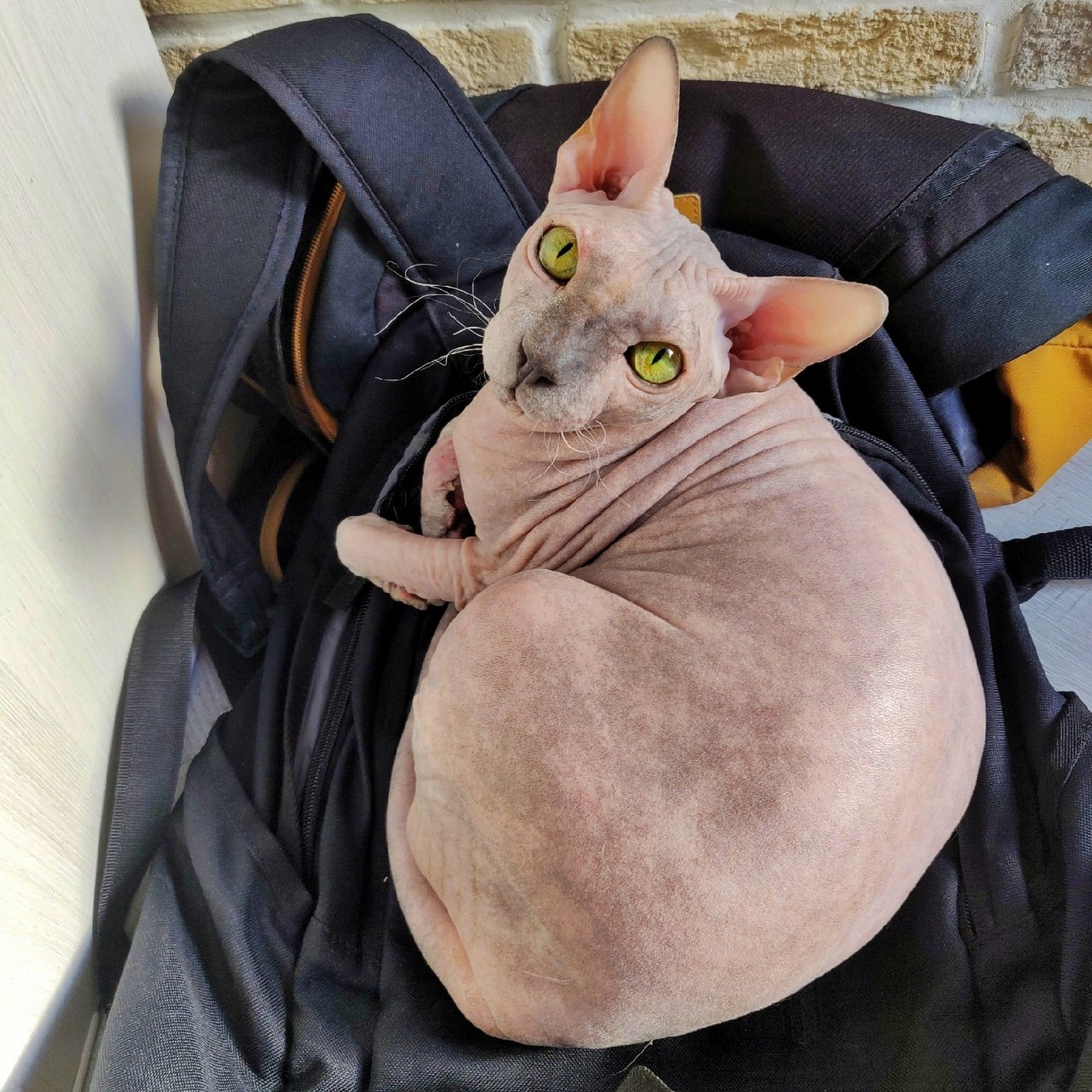 eva_sphynx_cat в LOOKY — фото 2