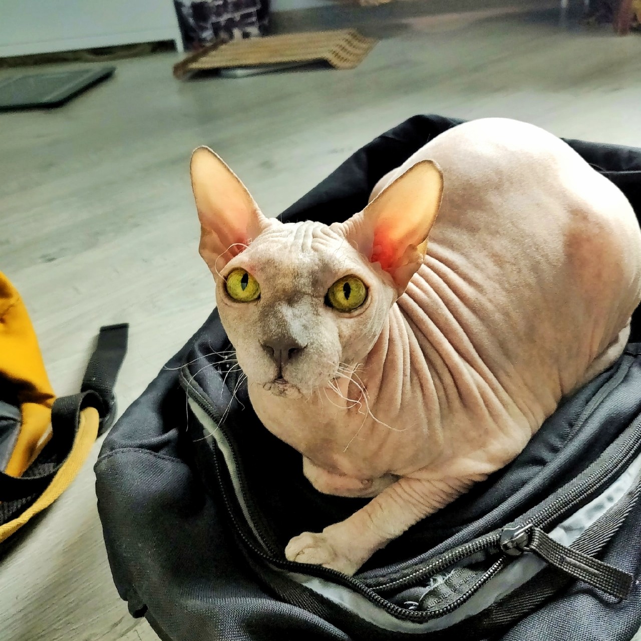 eva_sphynx_cat в LOOKY — фото 4