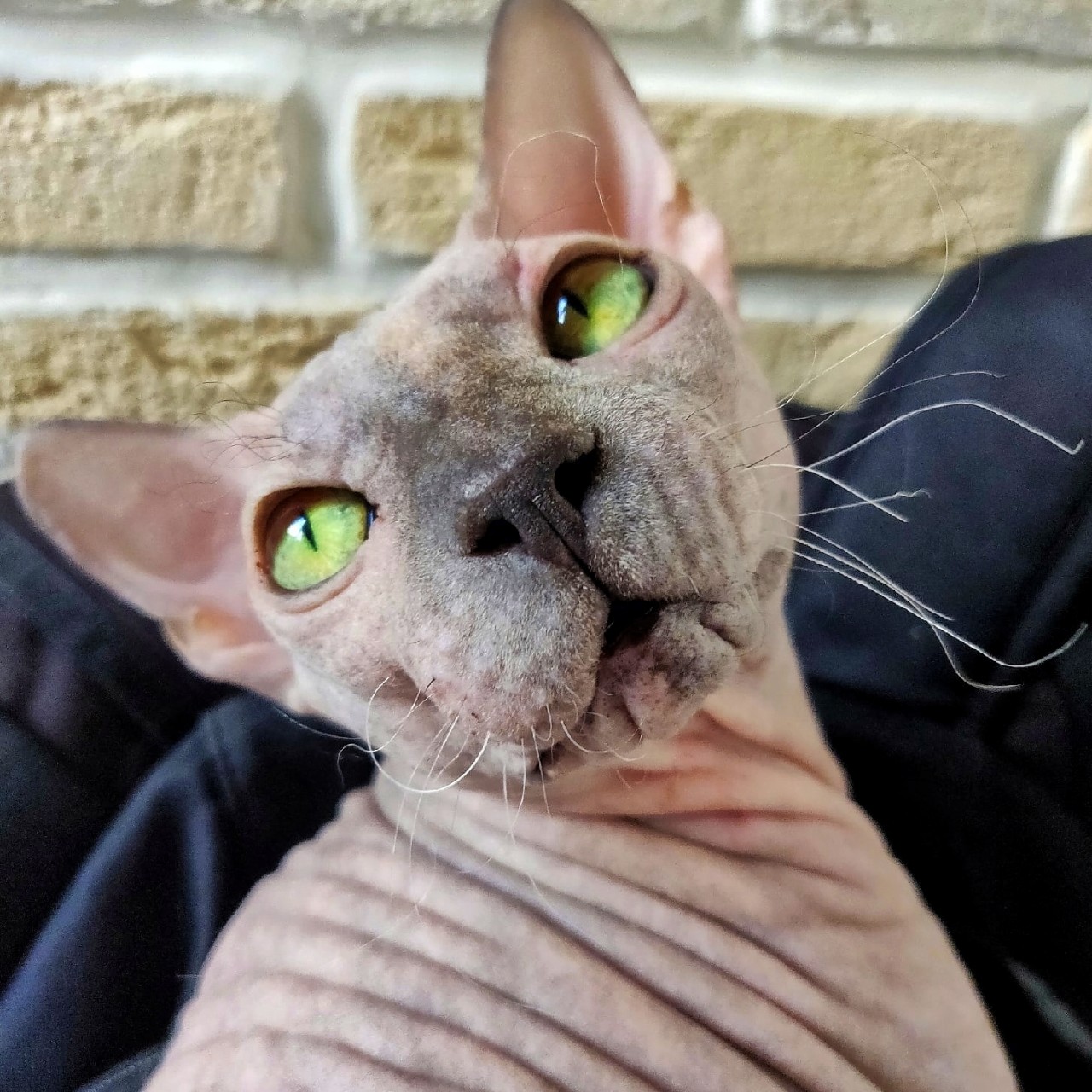 eva_sphynx_cat в LOOKY — фото 5