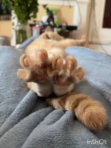 Sekret_Natali в LOOKY. #sekret_natali,#улыбнись,#доброеутро,#смешныеживотные. 18 марта 2026 г. Ког...