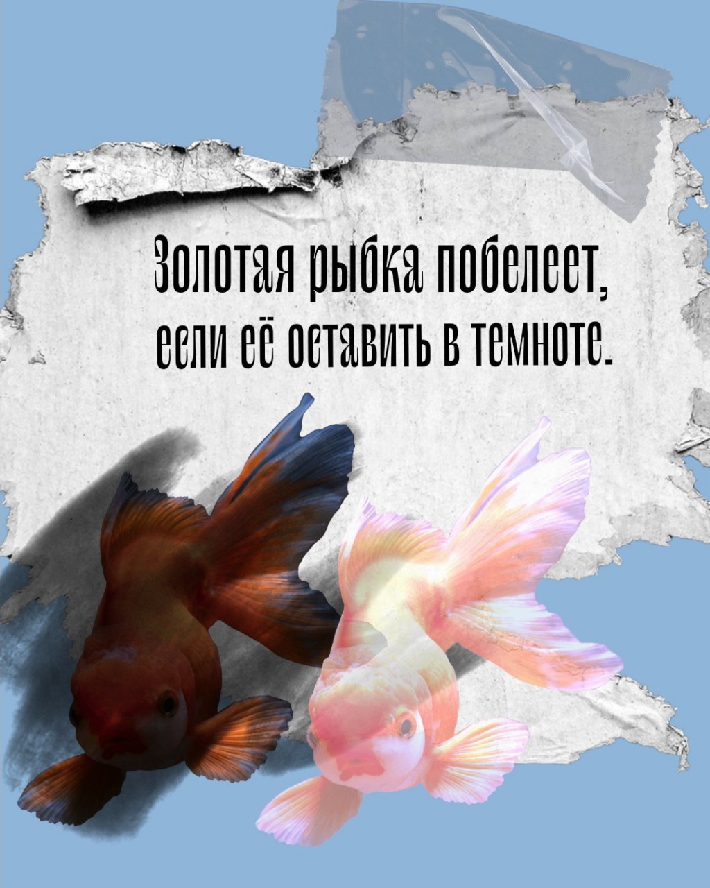 Sюrr_ в LOOKY — Не оставляйте своих золотых в темноте😶‍🌫️
#факт