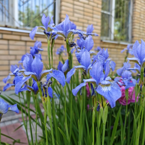 Looky_1687423434753 в LOOKY. . Ирис сибирский, укра...