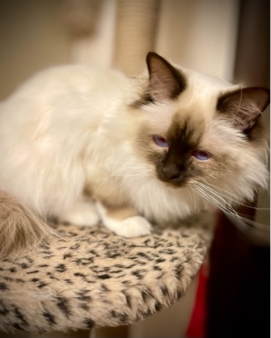 svetlana14064 в LOOKY. . Афина Шарлин Фэмили,...