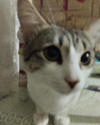 Кот Мурчик в LOOKY. . 