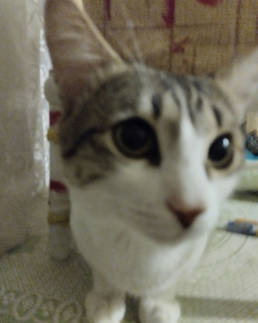 Кот Мурчик in LOOKY. . 