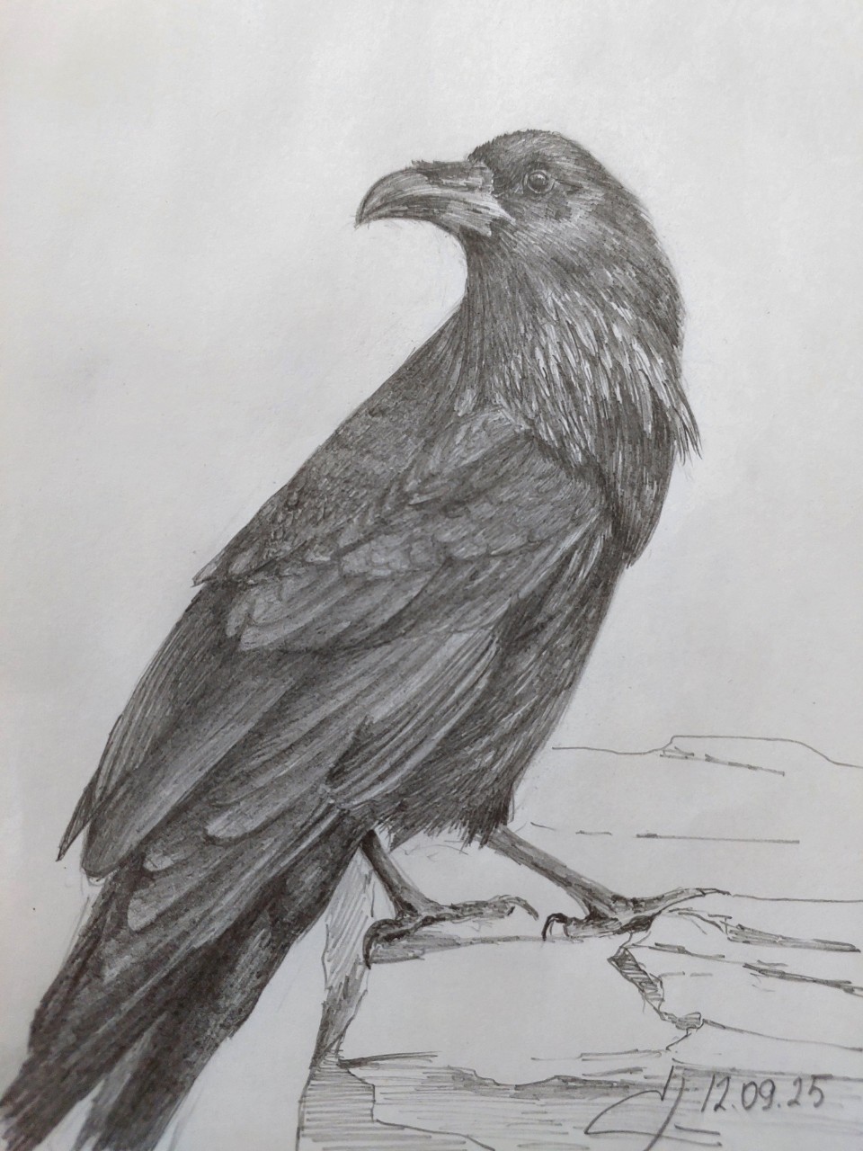  в LOOKY — Ворон
#art #арт #графика #рисунок #анималистика