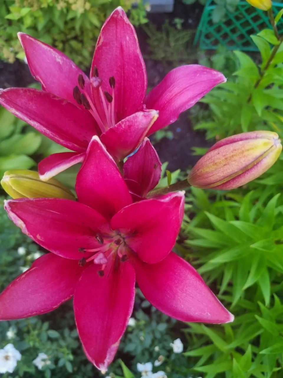 Flowers в LOOKY — публикация