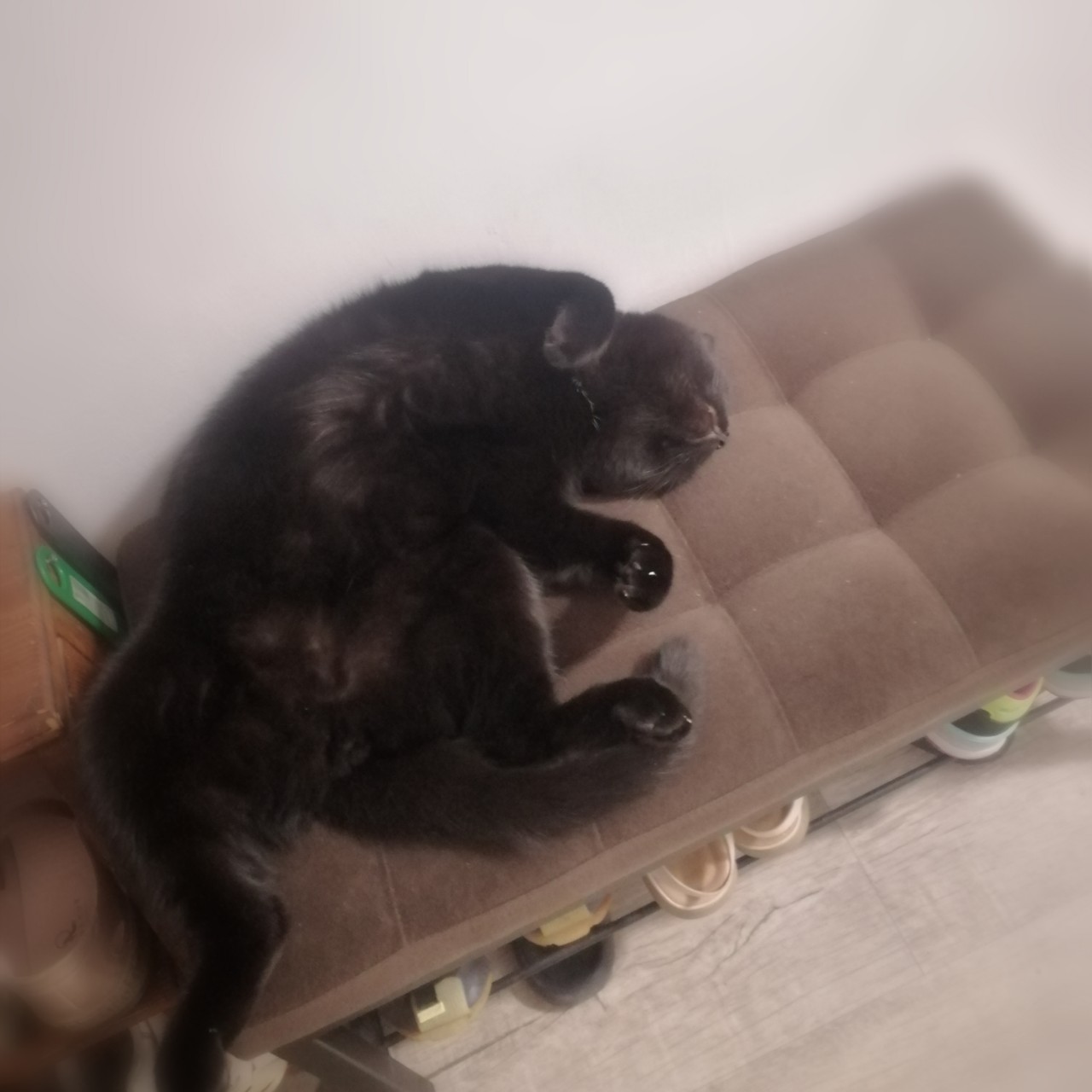 Хорошего вечера и спокойной ночи 😺
#спокойнойночи#кошкитакиекошки#котспит#домашниеживотные
