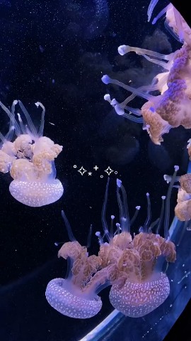 _Balleriana_ в LOOKY. #looky. [#jellyfish](jellyfi...