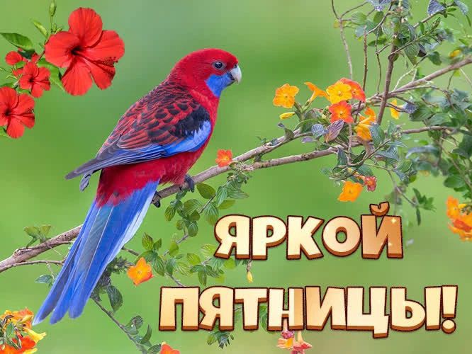 Сириус в LOOKY — публикация