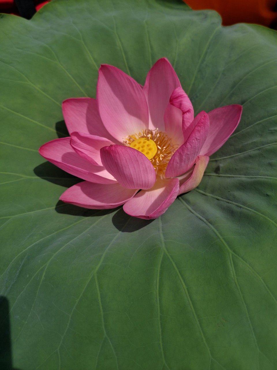 denis.nvrsk в LOOKY — фото 4