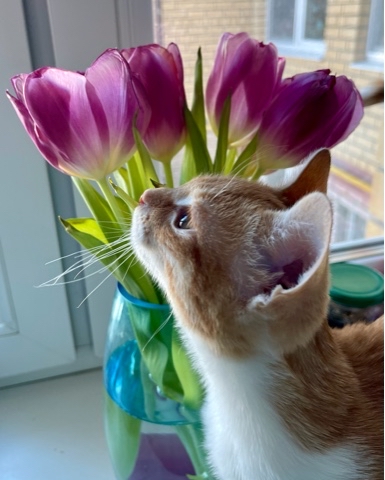 a.v.laas в LOOKY. . 