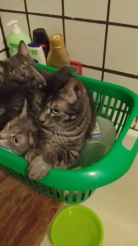 lidusha_ya в LOOKY. #денькошек,#домашниепитомцы. С Днём Кошек 😺😺😺
...