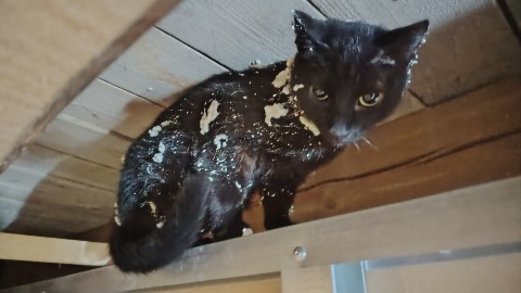 JDYoter в LOOKY. #своимируками,#кот,#котомания,#неудачи,#fail,#пена,#животные,#прораб. Вчера работал работу...