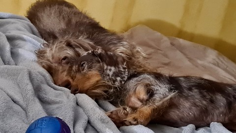 M A-a1909 в LOOKY. #dachshunds,#doxielove,#doxieworld,#dog,#dachshund,#dach,#мраморнаятакса,#таксажесткошерстная,#минитакса,#жесткошерстнаятакса. #dachshunds #doxielo...