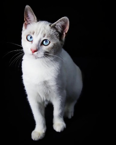 Alex Bes в LOOKY. . Котенка с красивыми ...