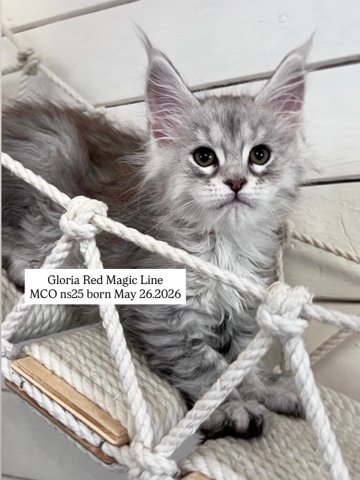 elena.vishneva в LOOKY. #redmagicline,#silvermainecoonkitten,#mainecoonkitten,#котёнокмейнкун,#питомникмейнкуновмосква. Gloria Red Magic Lin...