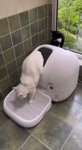 Kitty в LOOKY. . Технологии зашкалива...