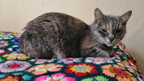 _yulabu_ в LOOKY. . [#кошкиэтокошки](кош...