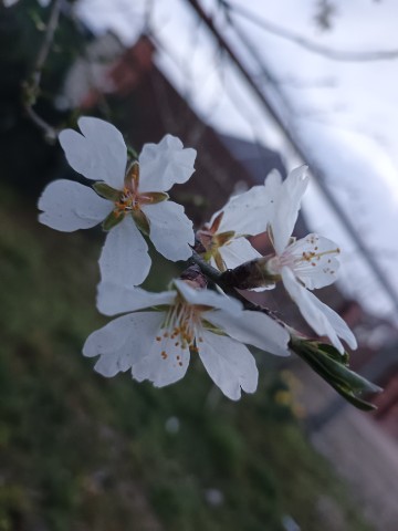 ElenaTianDe в LOOKY. . Весна... Аромат  фру...
