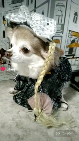 Looky_1720779493956 в LOOKY. . Чихуахуа Цаца