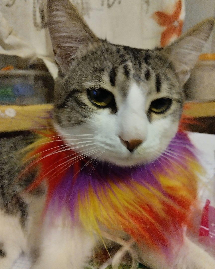 Кот Мурчик in LOOKY. . 