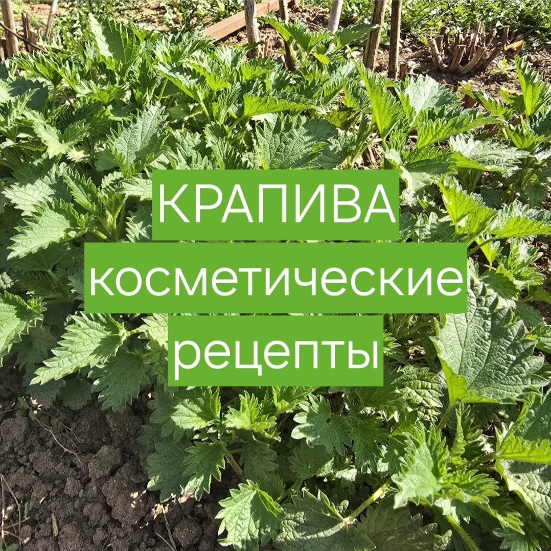 На сегодняшний день зелень крапивы является одной из наиболее популярных целебных трав, которые нашли широкое применение в косметологии. 

Благодаря своему богатому химическому составу и большому количеству витаминов, крапива находит применение как в официальной медицине, так и в народной. Сок из листьев, корень крапивы, а также её листья как в свежем, так и в сухом виде используются в косметологии для ухода за кожей лица и головы.

 🌿 Тоник и лосьон из крапивы для жирной и смешанной кожи.
Для приготовления тоника отжать сок из свежей крапивы. Смешать сок листьев крапивы с водкой (на 10 мл крапивного сока нужно 100 мл водки) и таким же количеством кипячёной воды. Полученной смесью протирать лицо утром и вечером. Регулярное использование тоника из крапивы избавит от угревой сыпи, прыщей и поможет сделать кожу чистой.

 🌿 Водный настой крапивы тоже делает кожу чистой, свежей, матовой, исчезает жирный блеск. Для приготовления настоя нужно взять 1 ст. ложку измельчённой сушеной или 4 ст. ложки мелко порубленной свежей крапивы, положить в термос, залить 500 мл крутого кипятка. Выждав 5—7 минут, закрыть термос крышкой.
Свежие листья настаивать в термосе 1 час, сухие — 2 часа. Перед употреблением настой нужно процедить, остудить. Готовый настой крапивы можно хранить в холодильнике до 2 суток. Использовать для умывания 2 раза в день. 

Больше рецептов смотрите в карточках 👆.

#крапива #косметика #рецепты